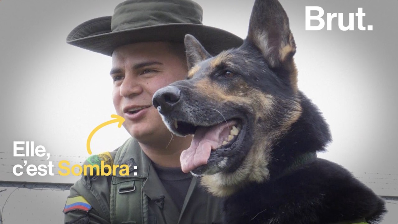 Colombie : la tête d'un chien renifleur de drog...