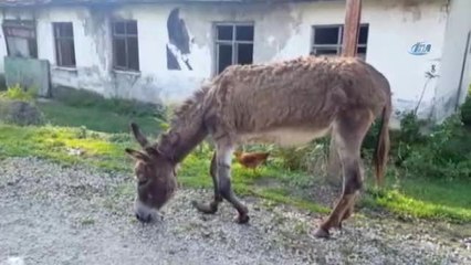 4 Aydır Sahipsiz Olan Engelli Karakaçan'a Belediye Ekipleri Sahip Çıktı