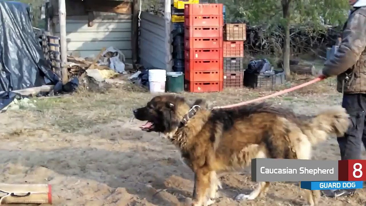 10 Guard Dogs that will Always Have Your Back