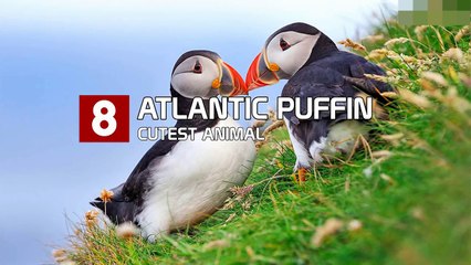 10 Cutest Animals You Never Knew Existed