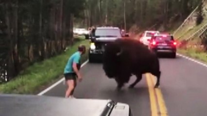 [영상] "저리가!" 거대 들소에 맞선 남자 / YTN