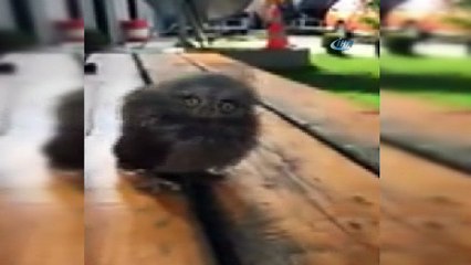 Yaralı yavru İshak kuşu, koruma altına alındı