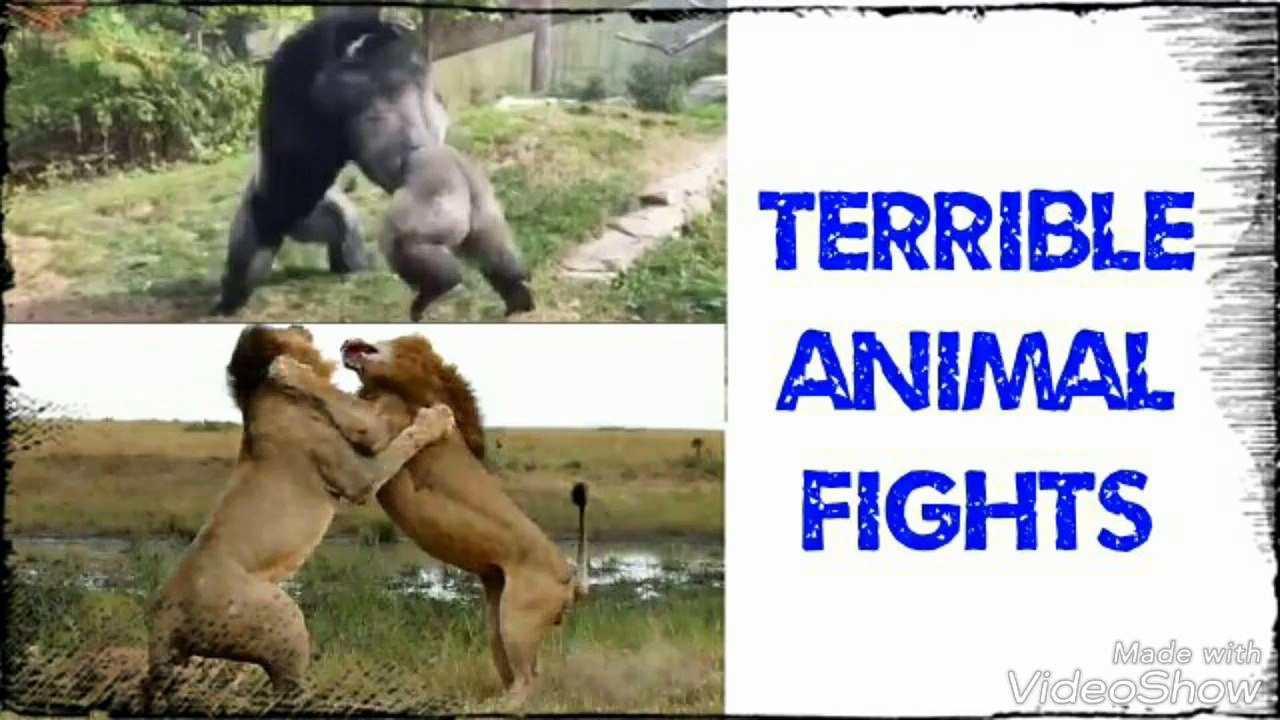 Animals are fighting terribly
