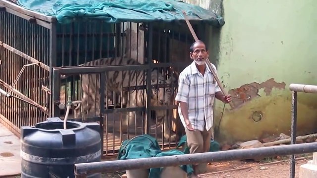 Feeding the Tiger in a Small Cage