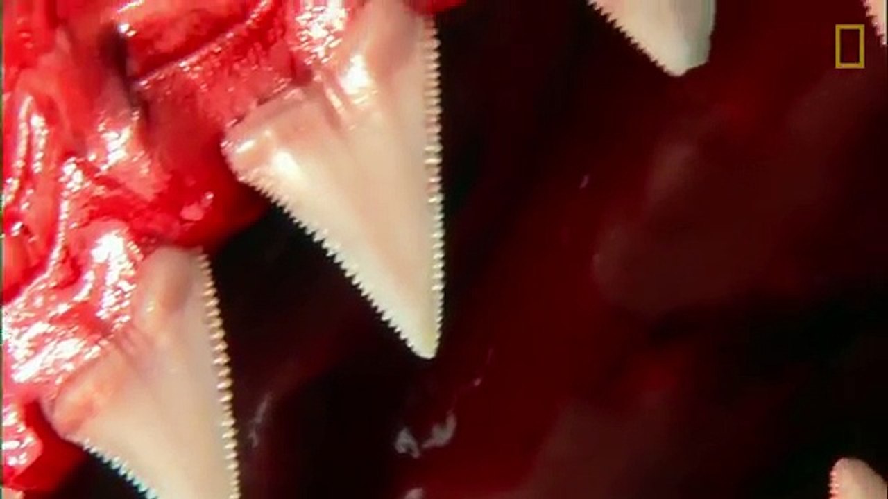 This_Great_White_Shark_Is_Hangry_For_Seal___National_Geographic_360P