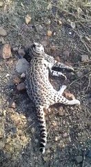 Animal é encontrado morto na Zona Rural de São João do Rio do Peixe