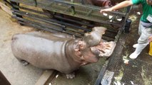 Hippo Family Eating Watermelons ＆Baby hippo @ Nagasaki Japan