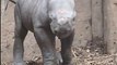 The amazing moment a newborn baby rhino takes its first steps... He's one of just 650 left in the world ❤️️Chester Zoo