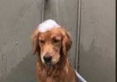 Scrub-a-Dub Dog - Golden Retriever Seems Less Than Impressed by Bath Time
