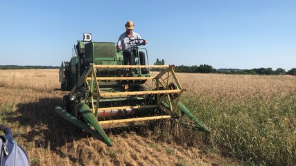 Récolte de blé à la parcelle Sainte-Anne