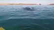 Lucky Kayaker Has Mesmerizing Encounter With Humpback Whales