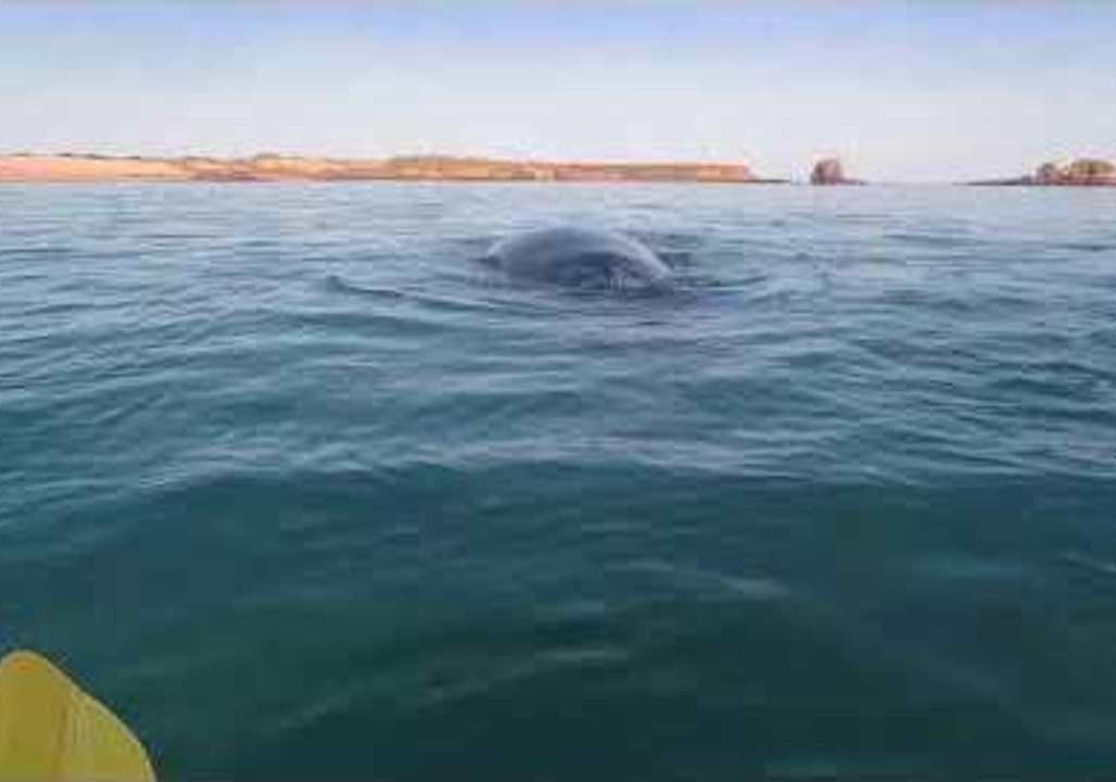 Lucky Kayaker Has Mesmerizing Encounter With Humpback Whales
