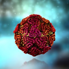 കോഴിക്കോട് വെസ്റ്റ് നൈല്‍ വൈറസ് പനി | Oneindia Malayalam