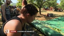 Lorraine : la science des mirabelles