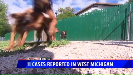 Multiple Cases of Dog Flu Reported in Michigan