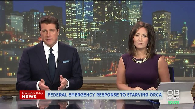 Feds Weigh Emergency Response to Save Emaciated Orca