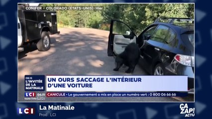 Un ours saccage une voiture avant d'en sortir tranquillement !