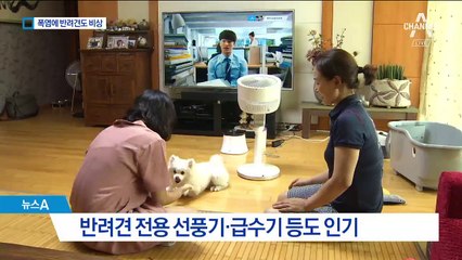 반려견 발바닥 화상 입을라…전용 스파·발세척기까지