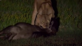 Nat Geo Wild Lions Documentary - The Power of Lioness
