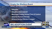 Get FREE pet adoptions this Saturday