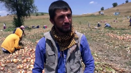 Ekmeklerini Topraktan Çıkartıyorlar