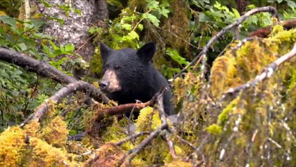 Alaskas Grizzly Gauntlet S01E04