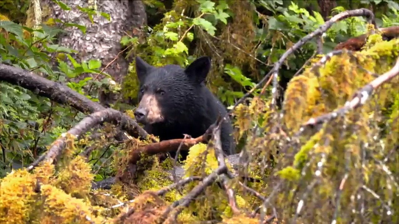 Alaskas Grizzly Gauntlet S01E04