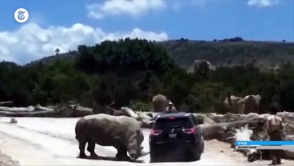 Boze neushoorn ramt auto safaripark uit