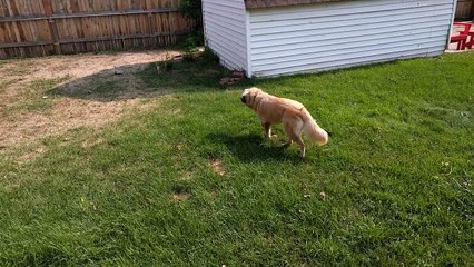 Vif ! Ce chien choppe un lapin !! en peluche... LOL