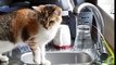 Ce chat s'occupe des heures.. avec un filet d'eau du robinet !