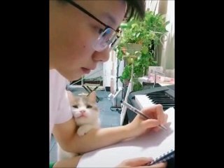 this cat needs atention