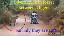 Biker stuck in forest  between 2 tigers,luckily 3 man save the bikers without  any harm