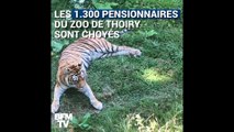 Comment les animaux du zoo de Thoiry se protègent de la chaleur ?