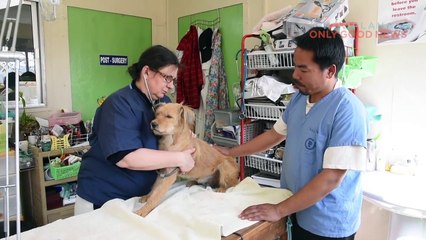 Animals Bring Out The Best In Us - We Applaud Animal Advocacy