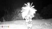 Spotted Skunk Caught 'Dancing' On Wildlife Camera Goes Viral