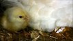 Baby Chicks Chirping Sounds