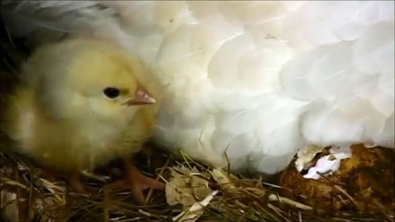 Baby Chicks Chirping Sounds video Dailymotion