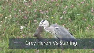 Grey Heron v Starling