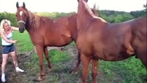 Пара Лошадей. Pair of horses