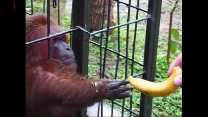 video Ghetto Bananas Eating Dailymotion (Funny - Voiceover) Monkey