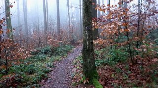 4K Video, Ultra HD: DECEMBER FOREST WALK (in the fog)
