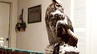 Alice the Great Horned Owl Territorial Hoot