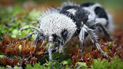 TOP 10: Zivotinje Za Koje Niste Znali Da Postoje