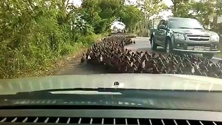 Thousands of ducks flood a street in Thailand