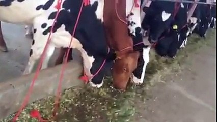 Profitable Dairy Farming