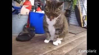 Dancing Cats Compilation