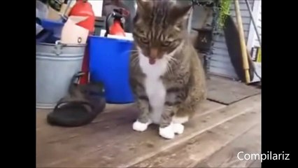 Dancing Cats Compilation