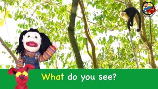 What Do You See? Song | Wild Animals | Learn English Kids