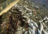 Dead Fish Strewn Across Sanibel Beaches After Toxic 'Red Tide' Algal Bloom