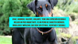 Razas de perros ,Doberman, Dobermann, Dobermann pinscher